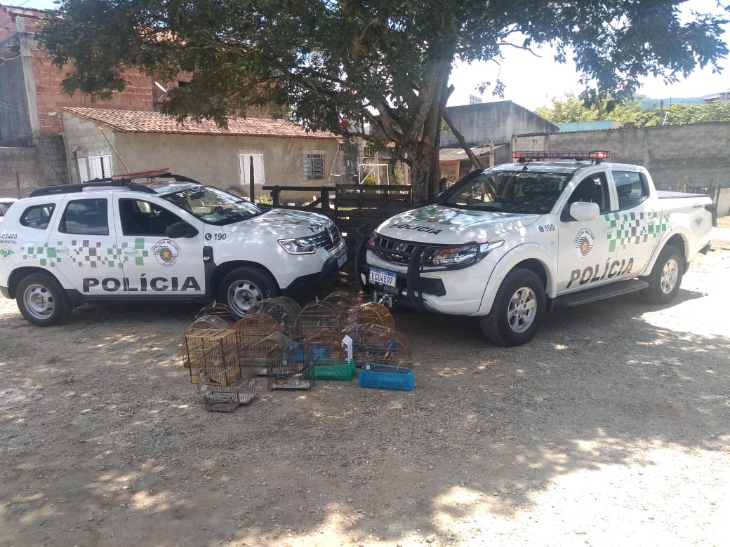 aves tremembé e redenção