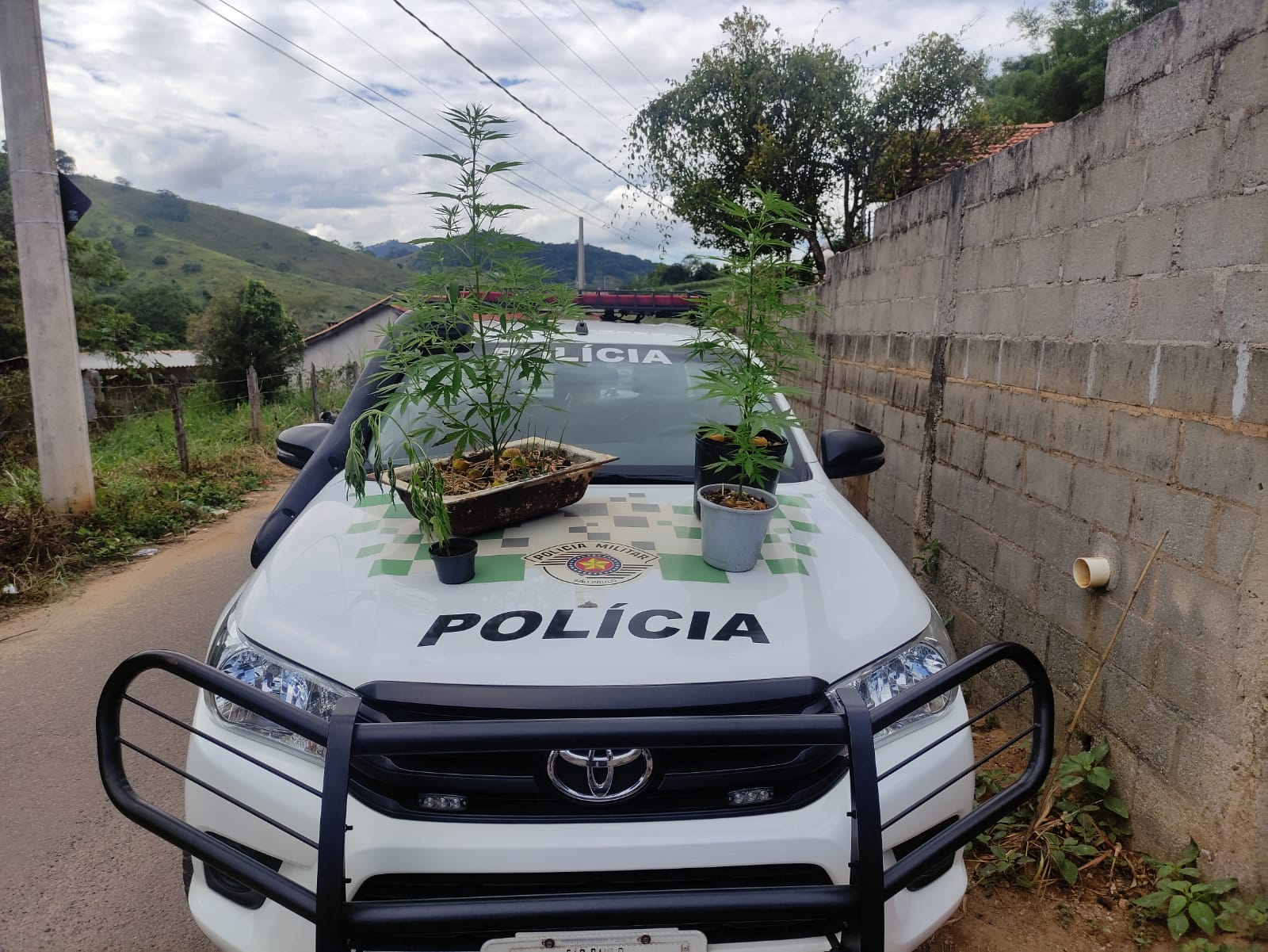 maconha taubaté