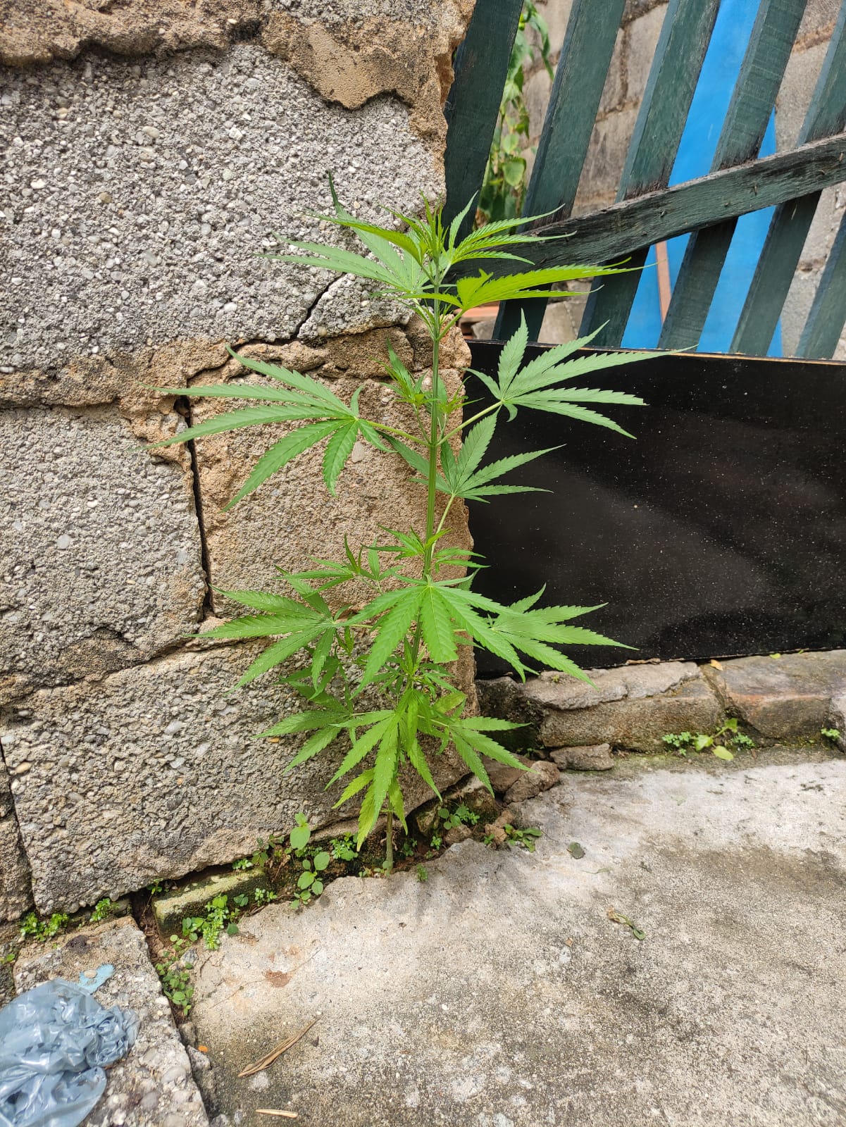 maconha taubaté
