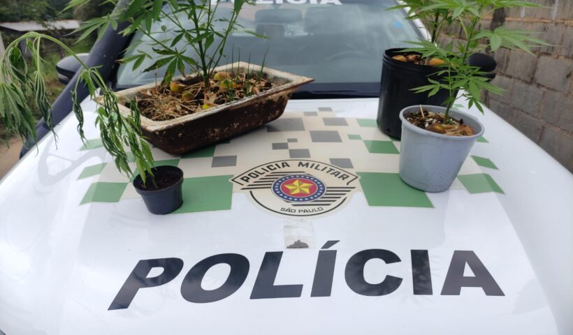 maconha taubaté