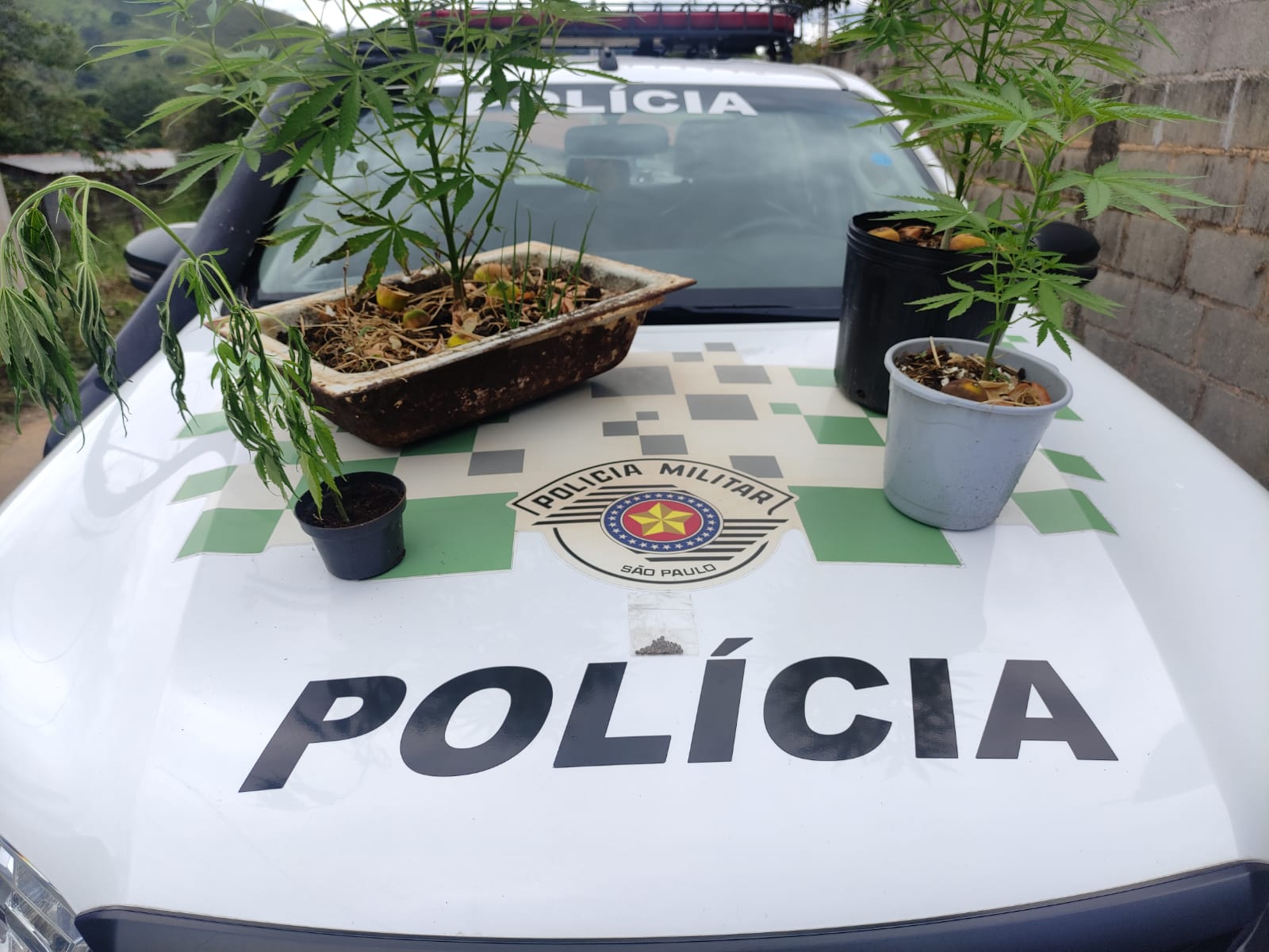 maconha taubaté