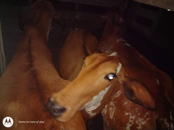 PM aborda caminhão que transportava cabeças de gado em Cunha; ocupantes do veículo fugiram