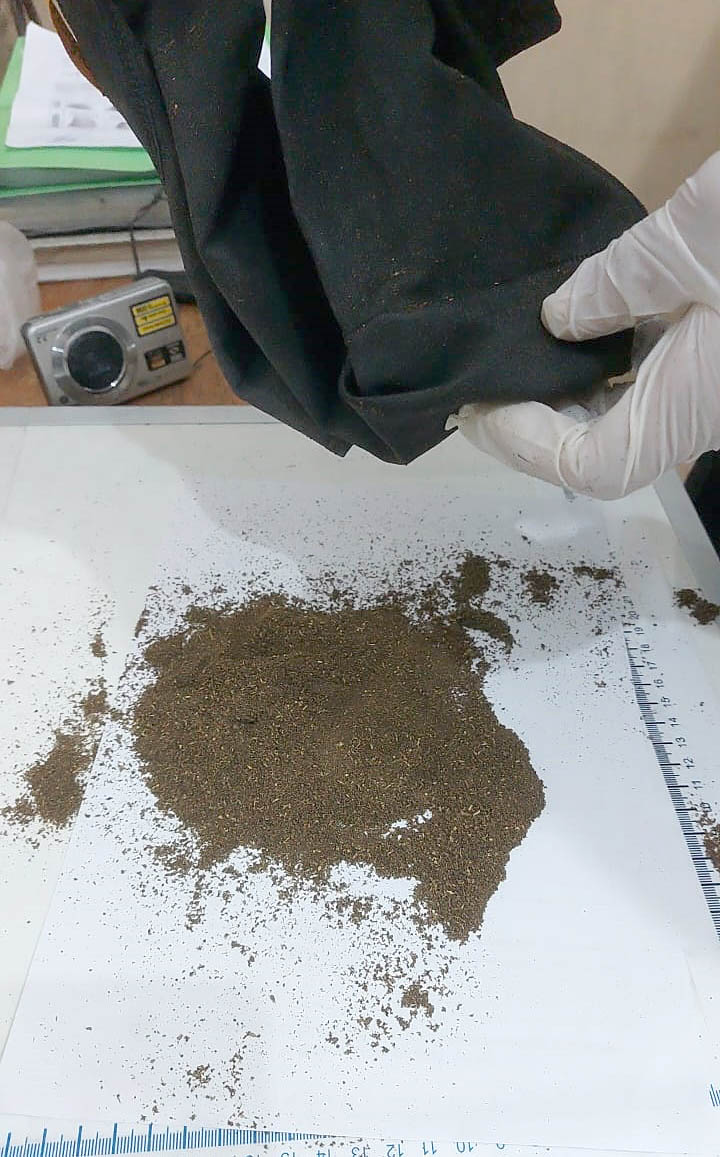 maconha calcinha taubaté