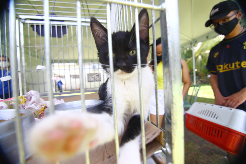 Sábado tem feira de adoção de animais e vacinação antirrábica em São José