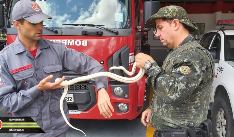 Corpo de Bombeiros captura "cobra exótica" em residência de Jacareí
