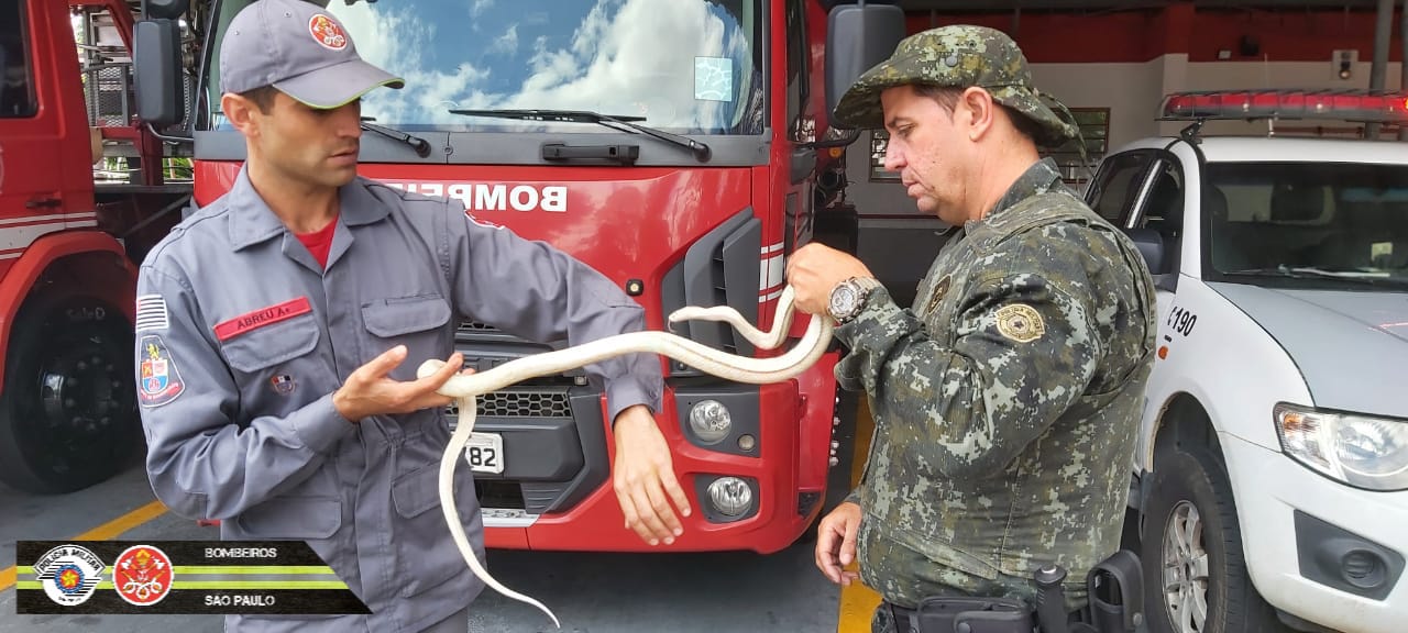Corpo de Bombeiros captura "cobra exótica" em residência de Jacareí