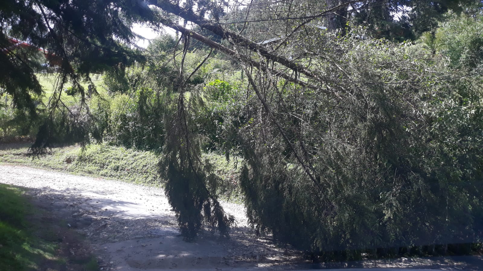 vento derruba árvore em campos