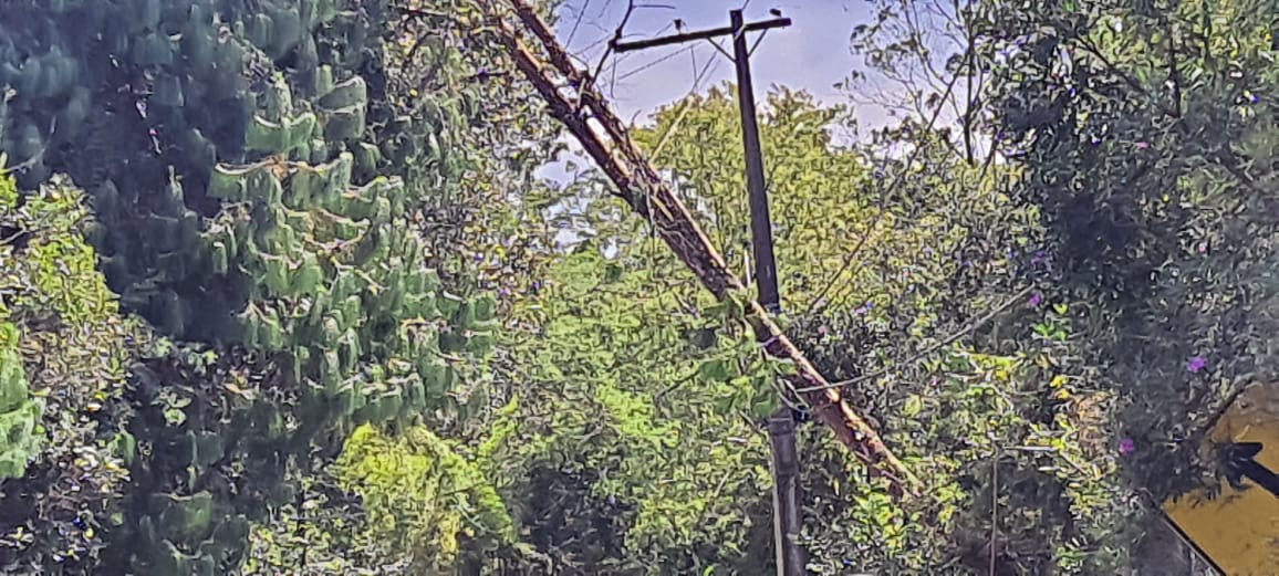 vento derruba árvore em campos