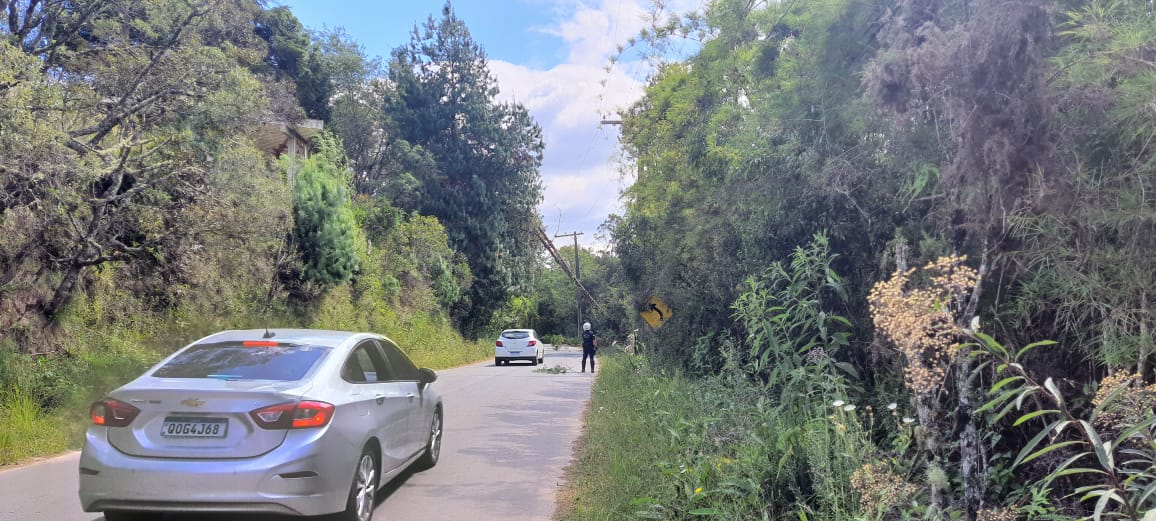 vento derruba árvore em campos