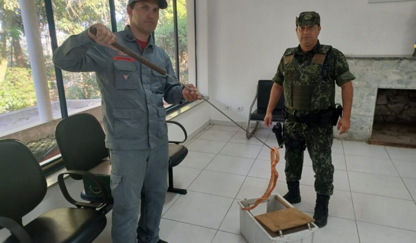 cobra em sjc