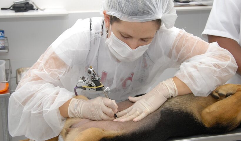 Duas entidades disputam contrato de hospital público veterinário de Taubaté
