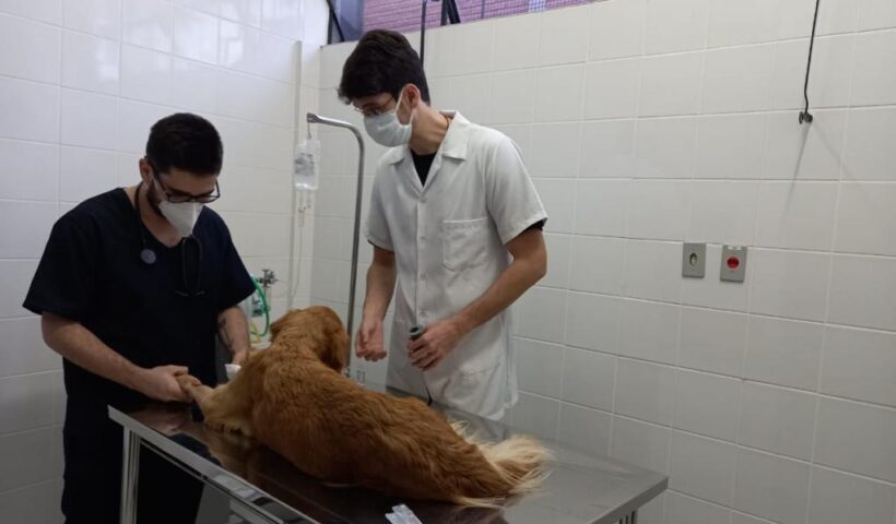 Entidade da capital vence licitação e vai implantar hospital público veterinário de Taubaté