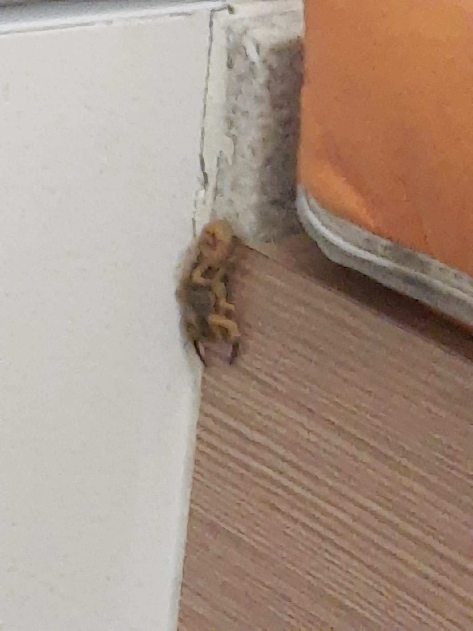 escorpião em fraldário no carrefour