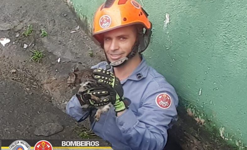 gata resgatada