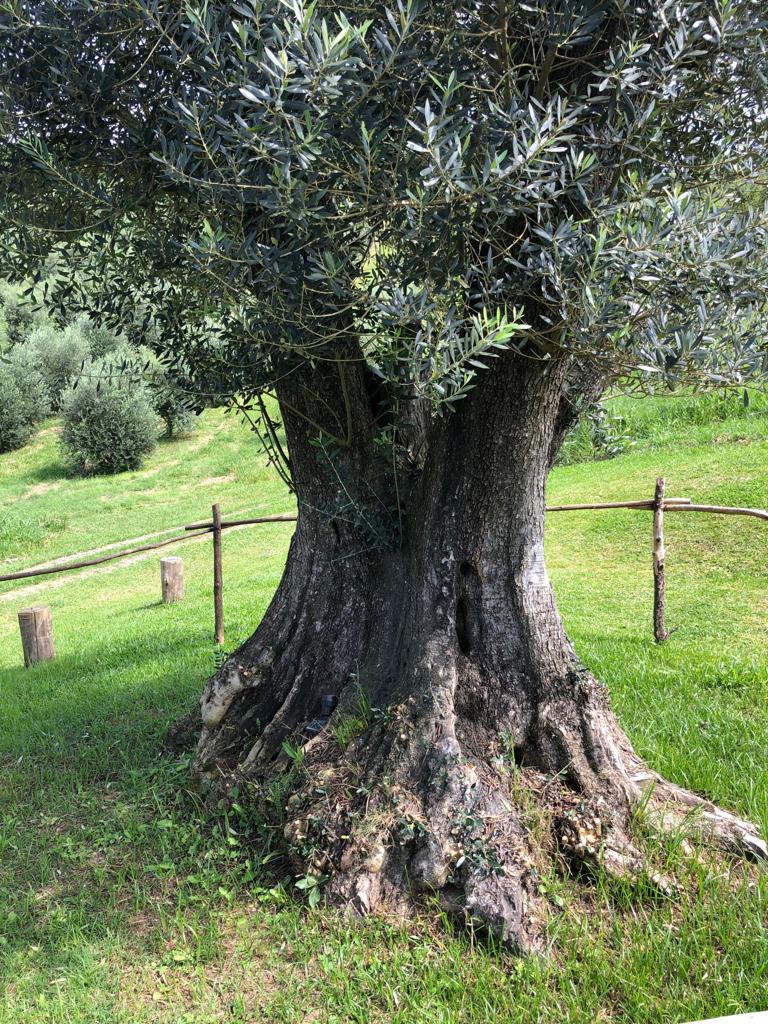 oliveira