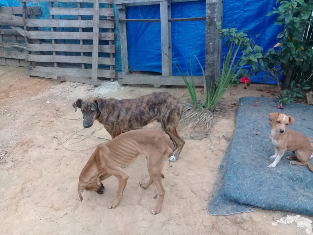 animais maus-tratos
