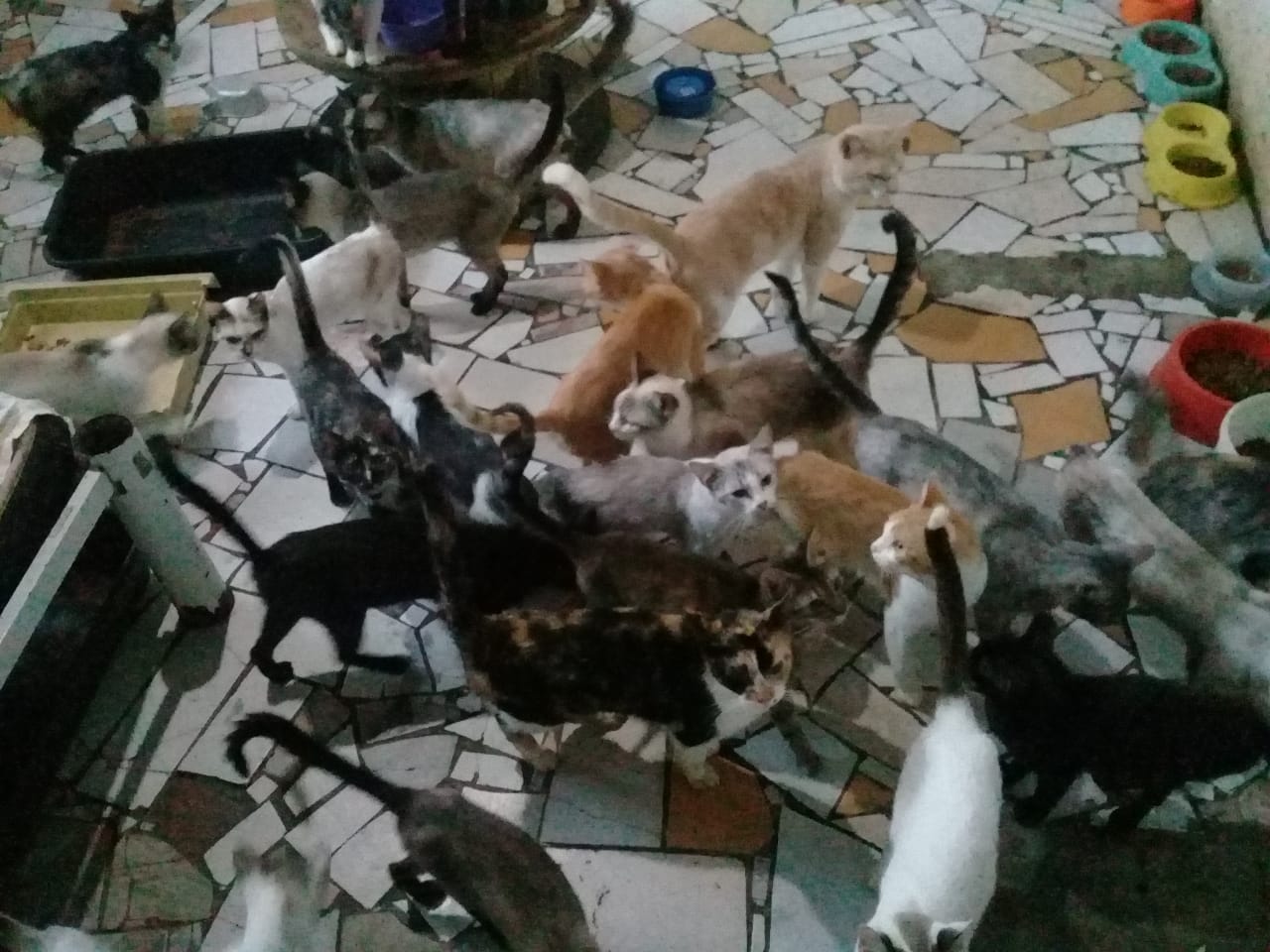 gatos maus-tratos