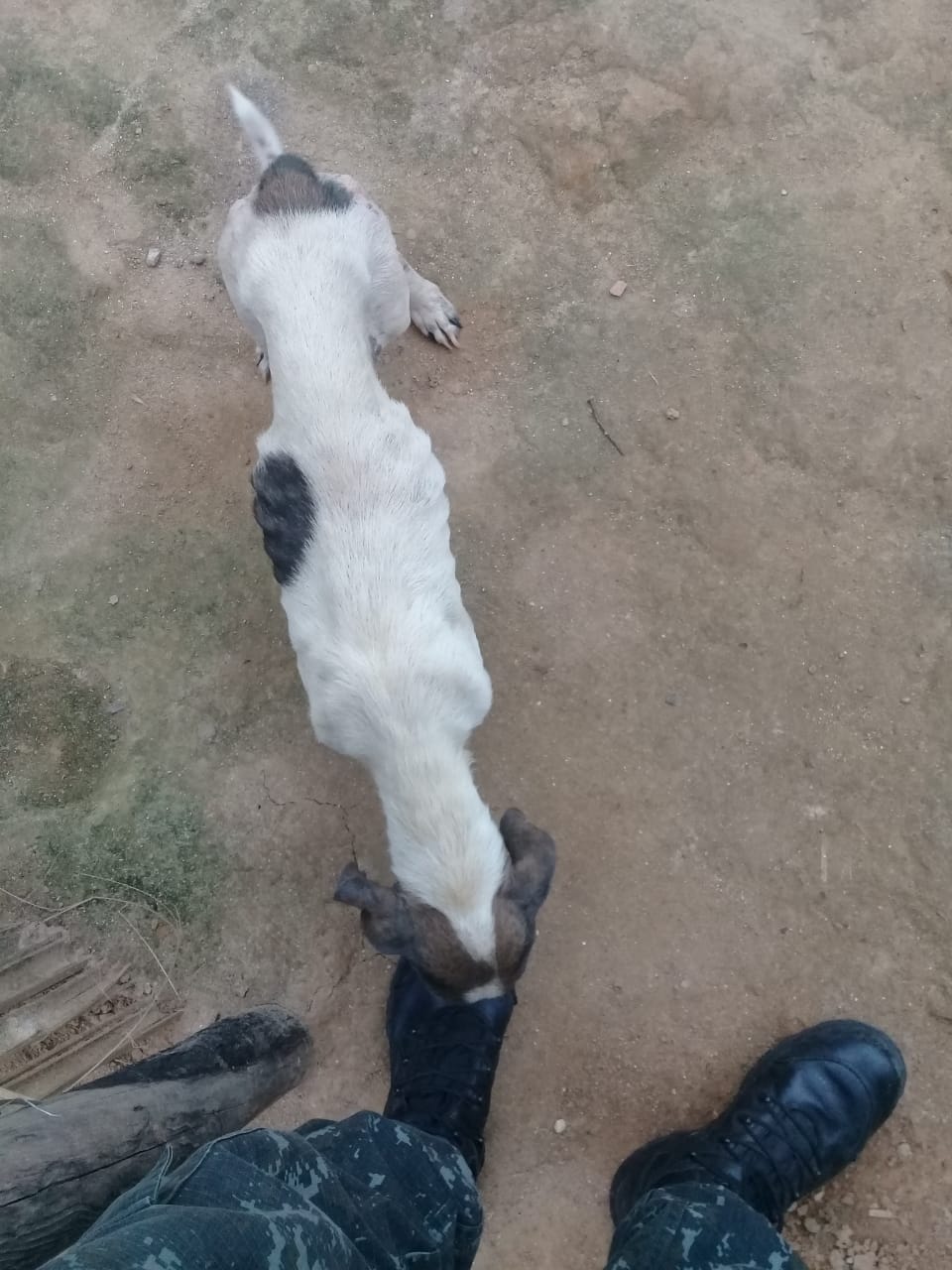 animais maus-tratos