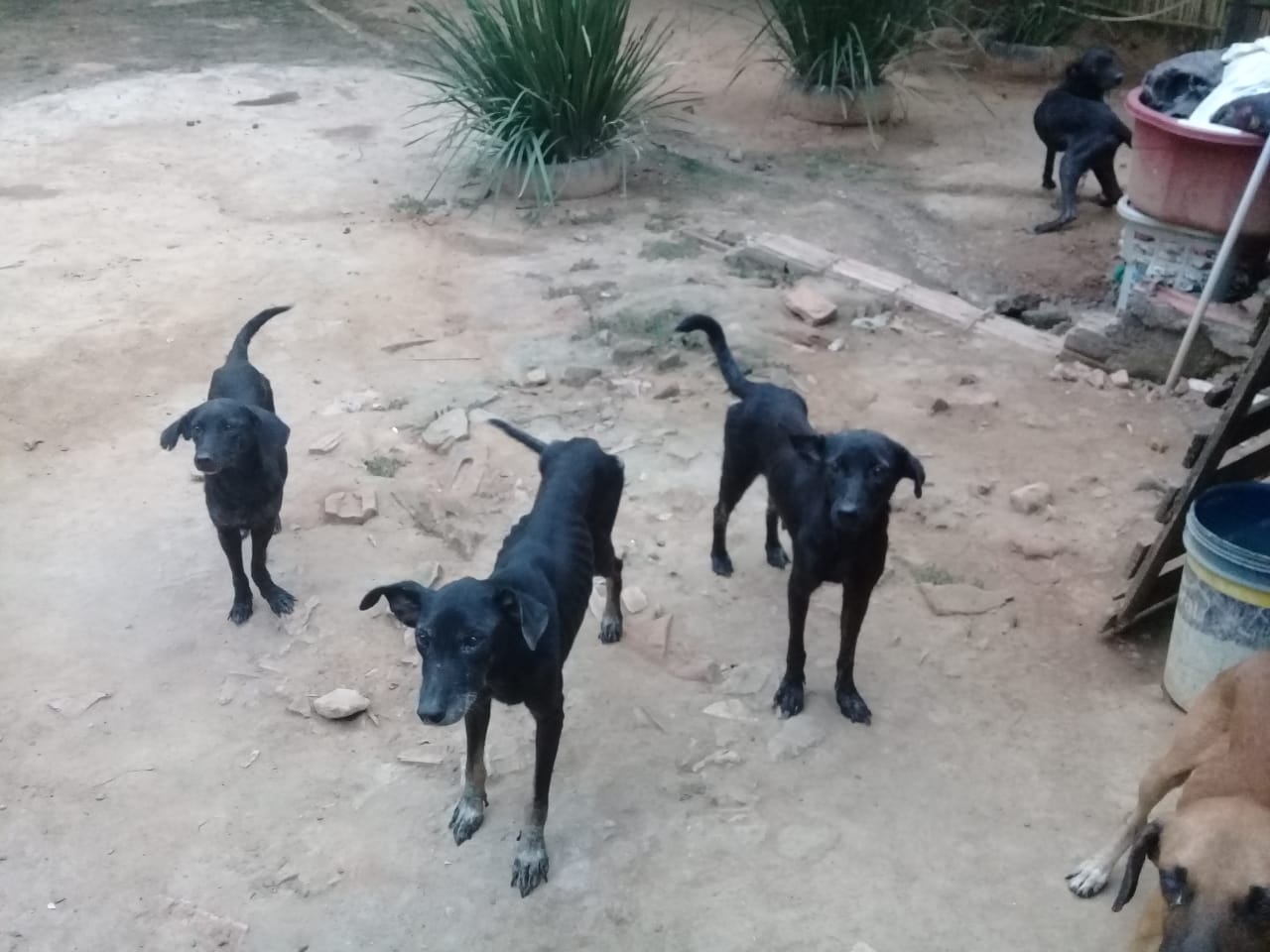 cachorro maus-tratos