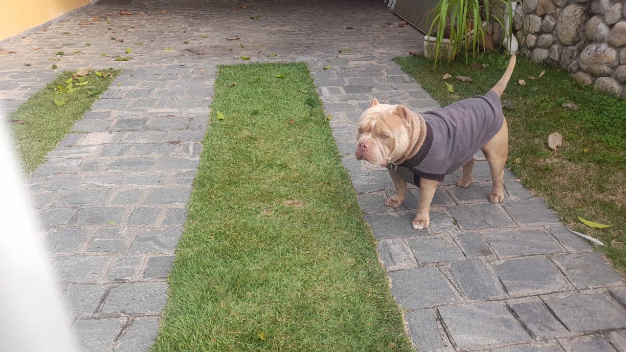 cão maus-tratos sjc