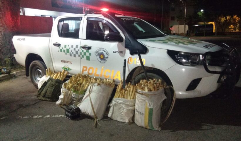 palmito monteiro lobato