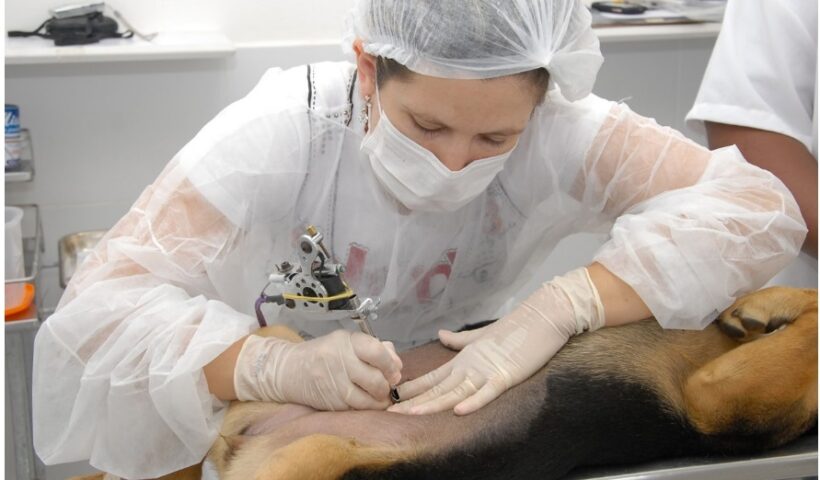 Imagem de veterinária fazendo castração de cão. São José terá Castramóvel no Cerejeiras