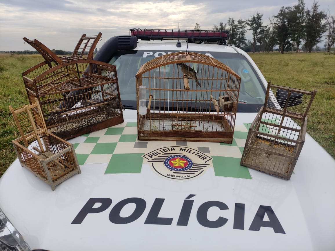 aves silvestres