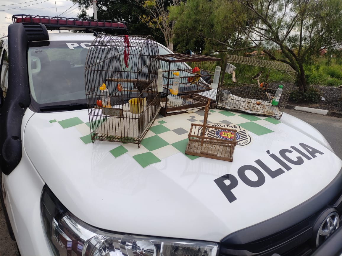 aves silvestres