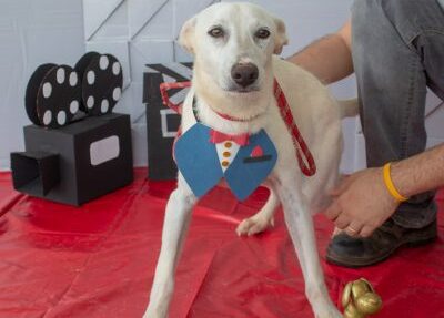 feira de adoção de cães e gatos em taubaté