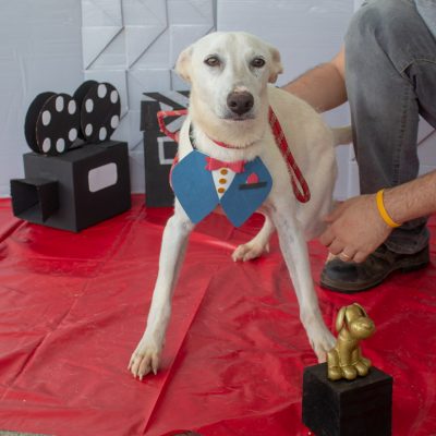 feira de adoção de cães e gatos em taubaté