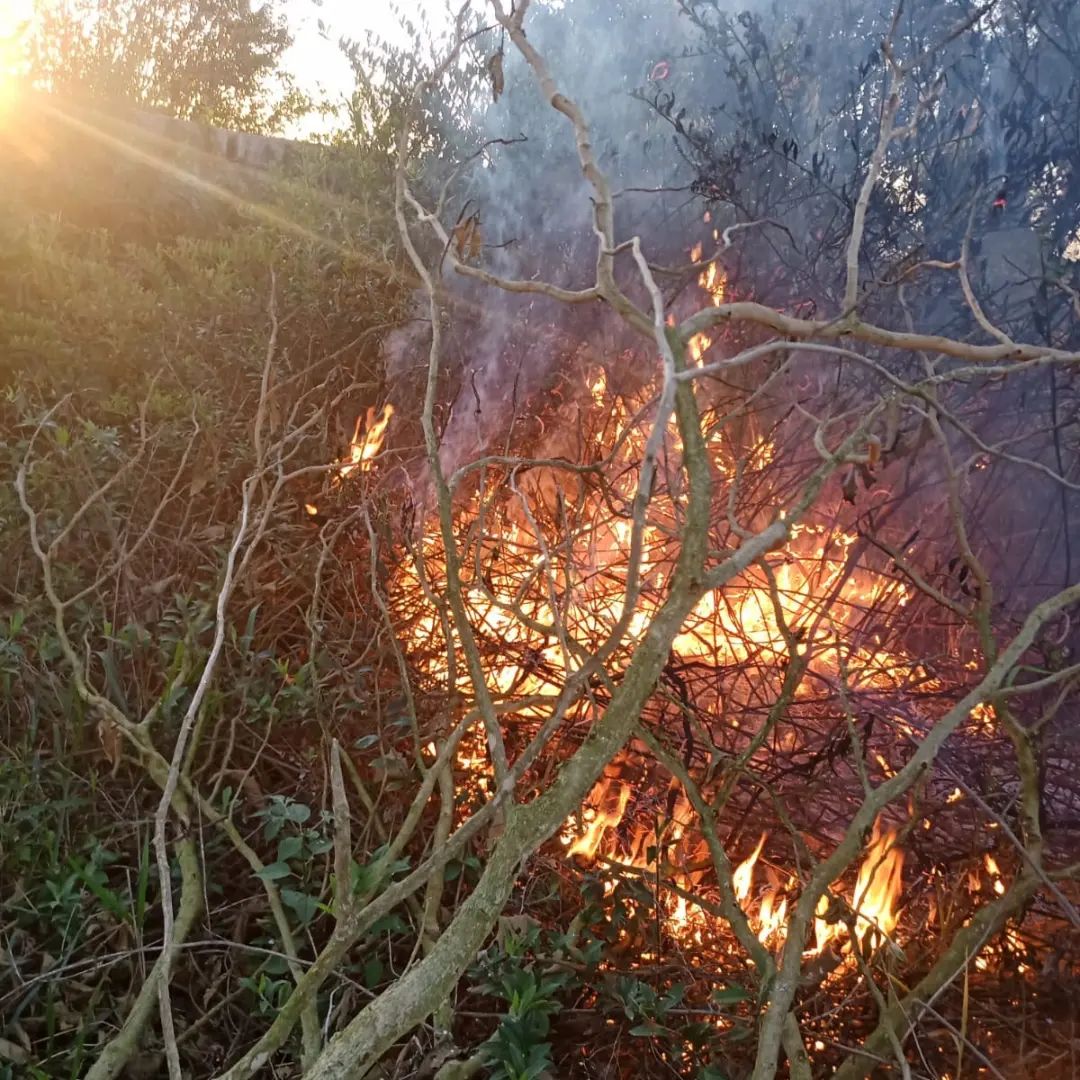 incêndio em área de vegetação taubaté