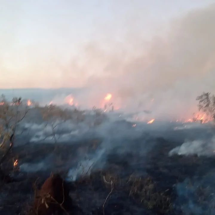 incêndio em área de vegetação taubaté