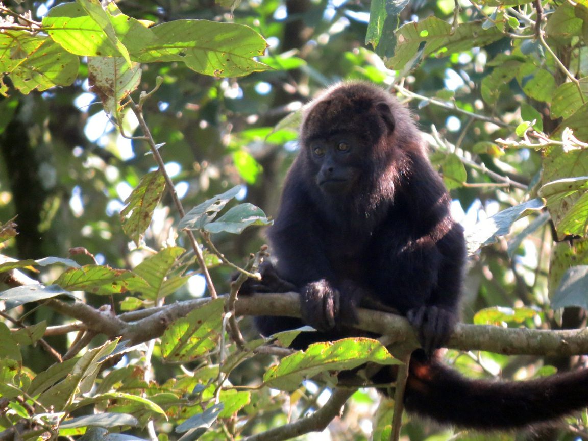 varíola dos macacos