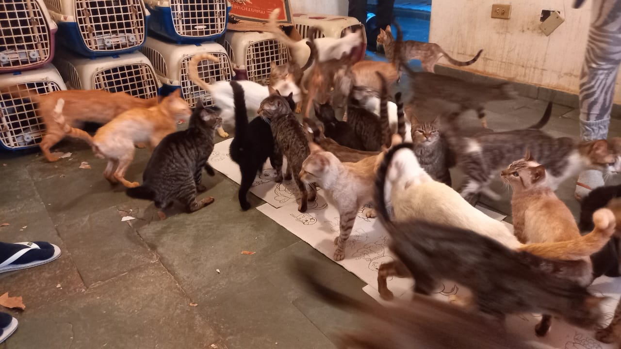 gatos maus-tratos sjc