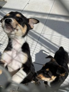 adoção de cães e gatos