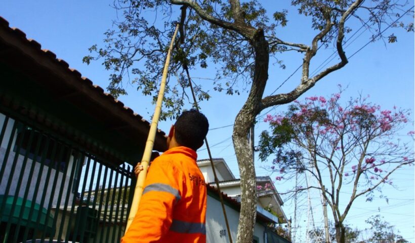 Funcionário faz pode de árvore, para lembrar que a Rua Euclides Miragaia, no centro de SJC, ficará interditada nesta quinta-feira para a execução desse serviço