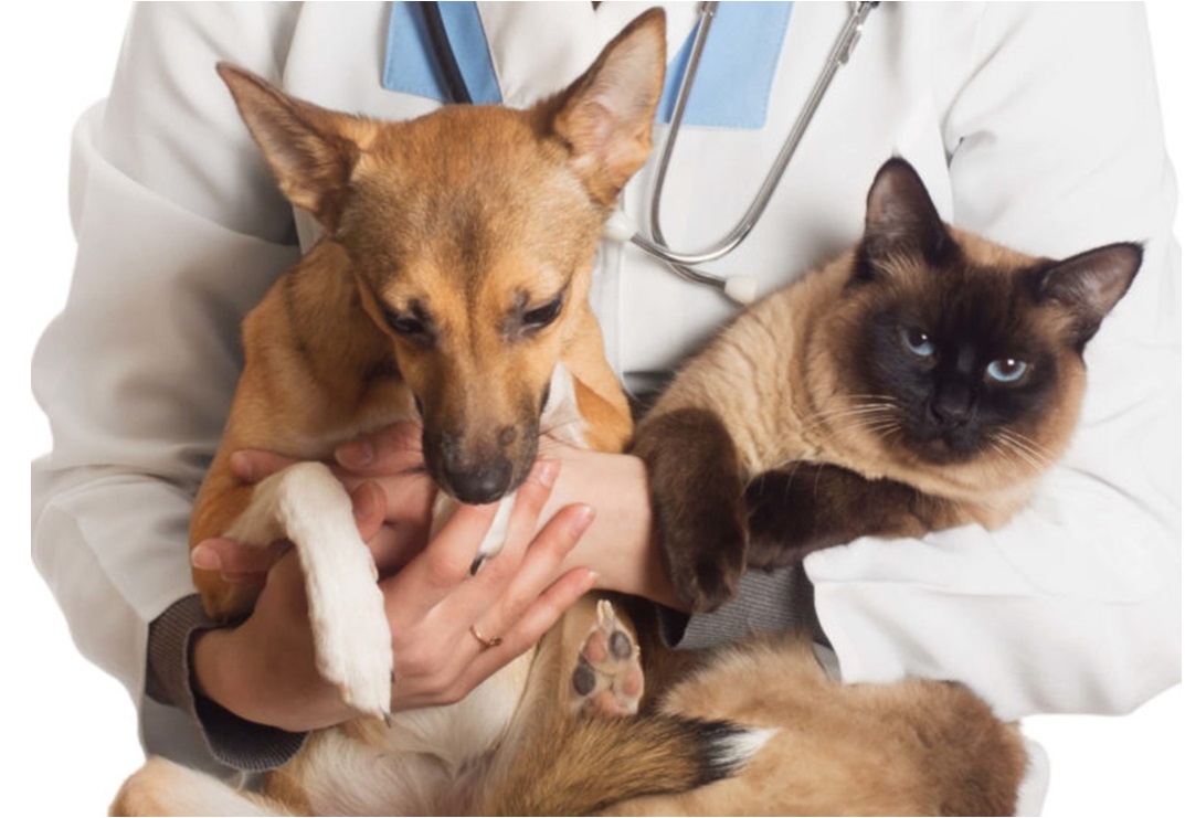 Cientistas criam teste que detecta infecção por Covid em animais