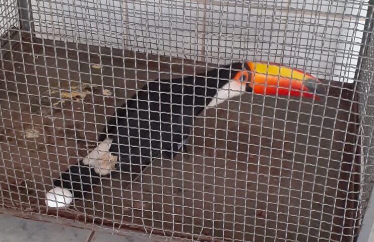 tucano taubaté