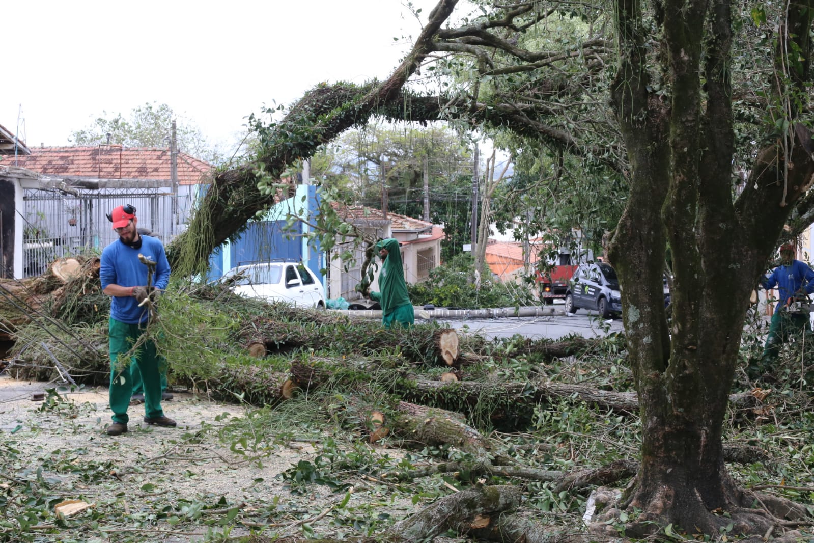 queda de árvore por ventos em sjc