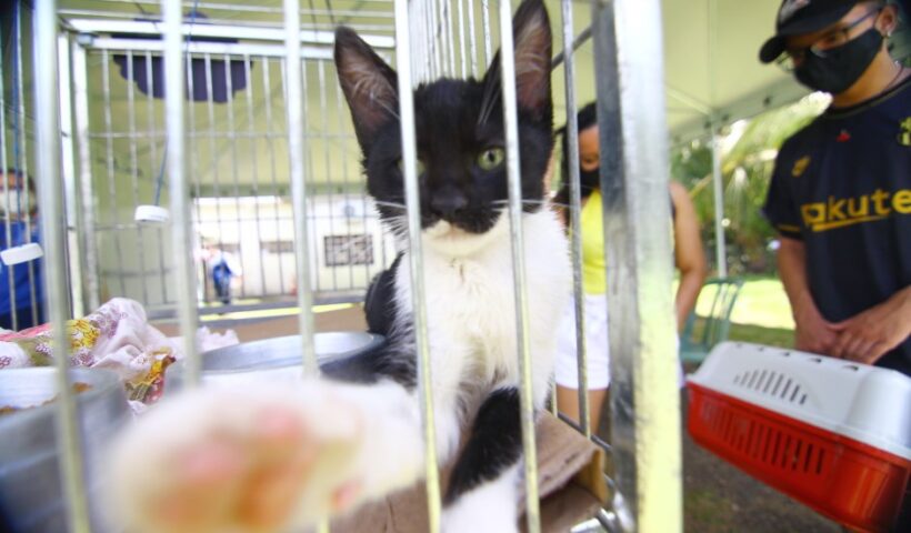 Foto de gato no CCZ de SJC que agora conta com site para adoção online de cães e gatos