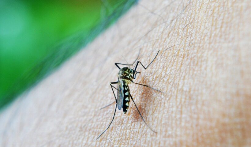 Foto de mosquito da dengue para ilustrar que Casos de dengue em Taubaté e São José mais que triplicam