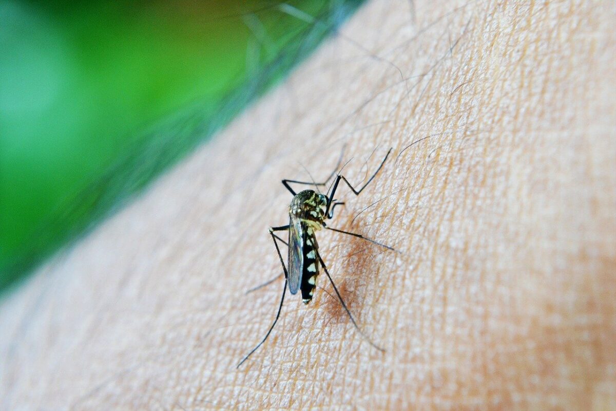 Foto de mosquito da dengue para ilustrar que Casos de dengue em Taubaté e São José mais que triplicam