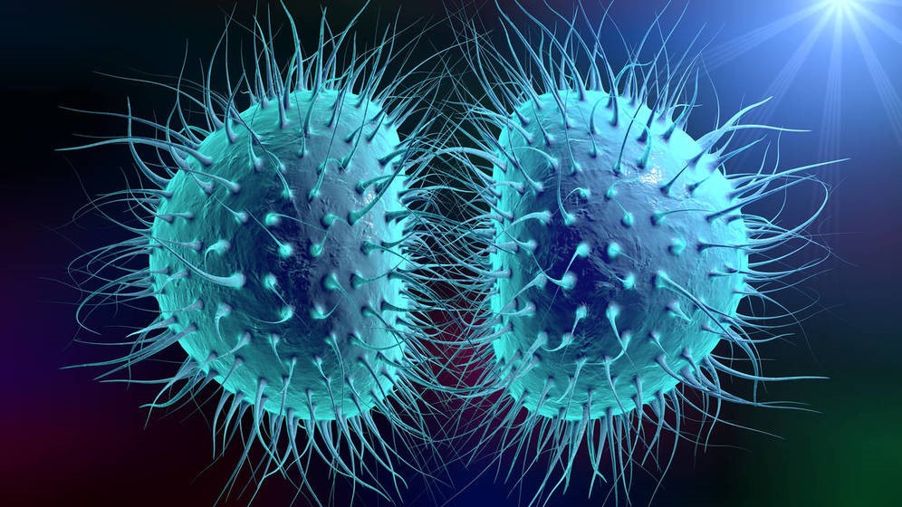 meningite