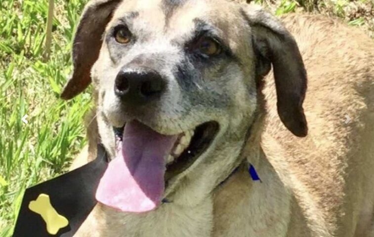 Cão disponível para adoção no CCZ. São José terá feira de adoção no sábado