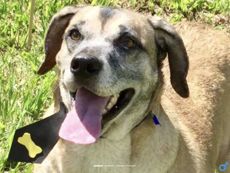 Cão disponível para adoção no CCZ. São José terá feira de adoção no sábado