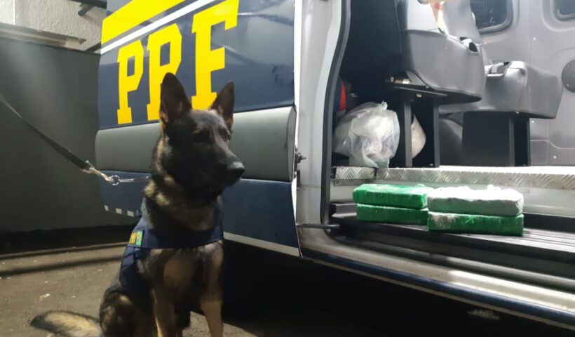 Cão farejador ao lado de droga apreendida pela PRF em Jacareí. Suspeito preso estava em saidinha da cadeia