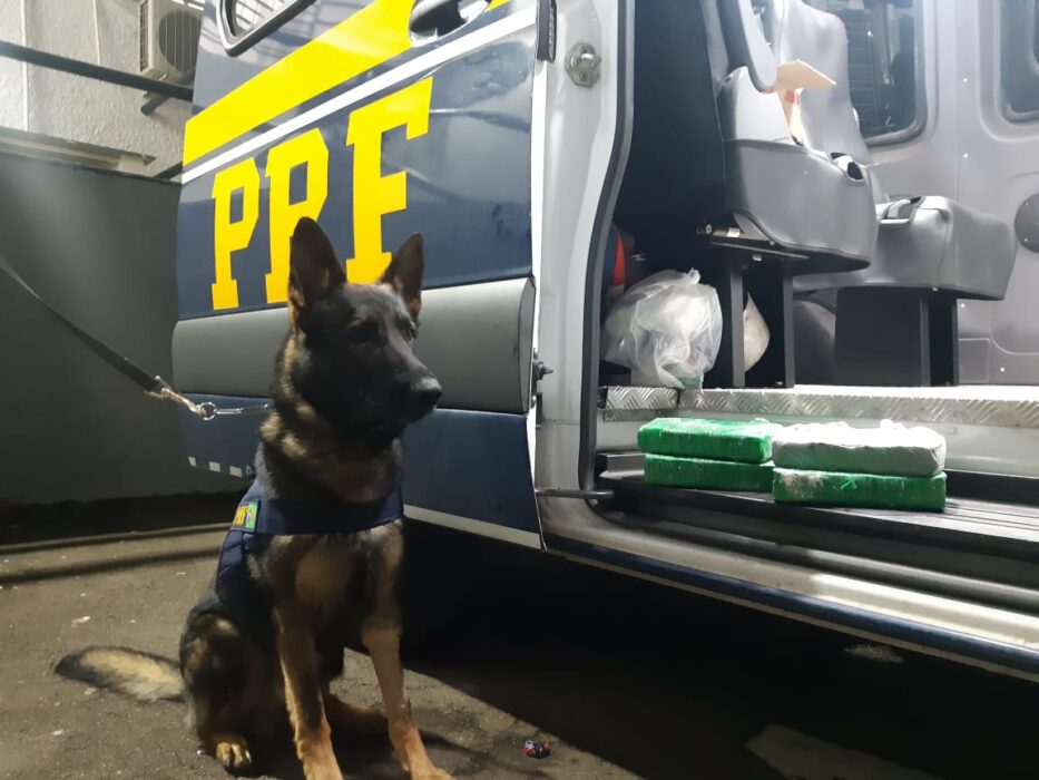 Cão farejador ao lado de droga apreendida pela PRF em Jacareí. Suspeito preso estava em saidinha da cadeia
