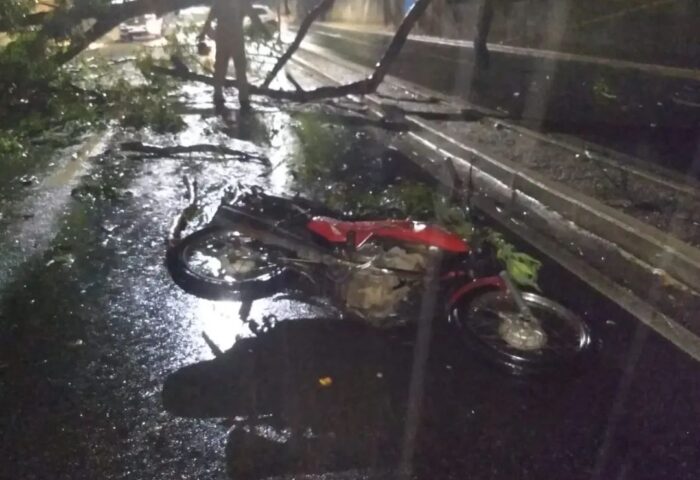 queda arvore taubate