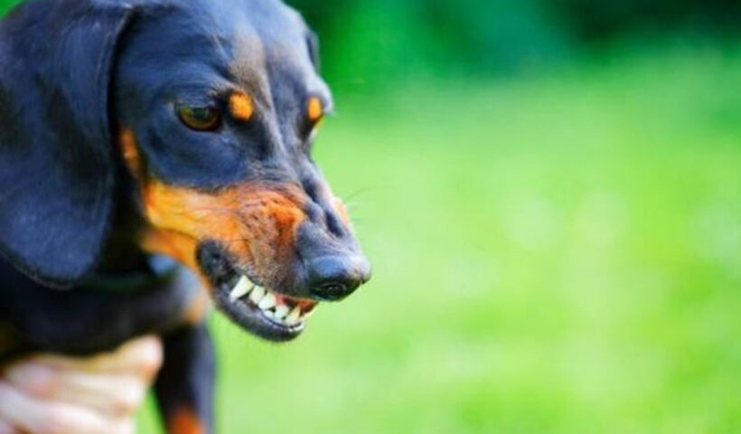 Foto de cão rosnando. SJC registou caso de cachorro infectado com o vírus da raiva