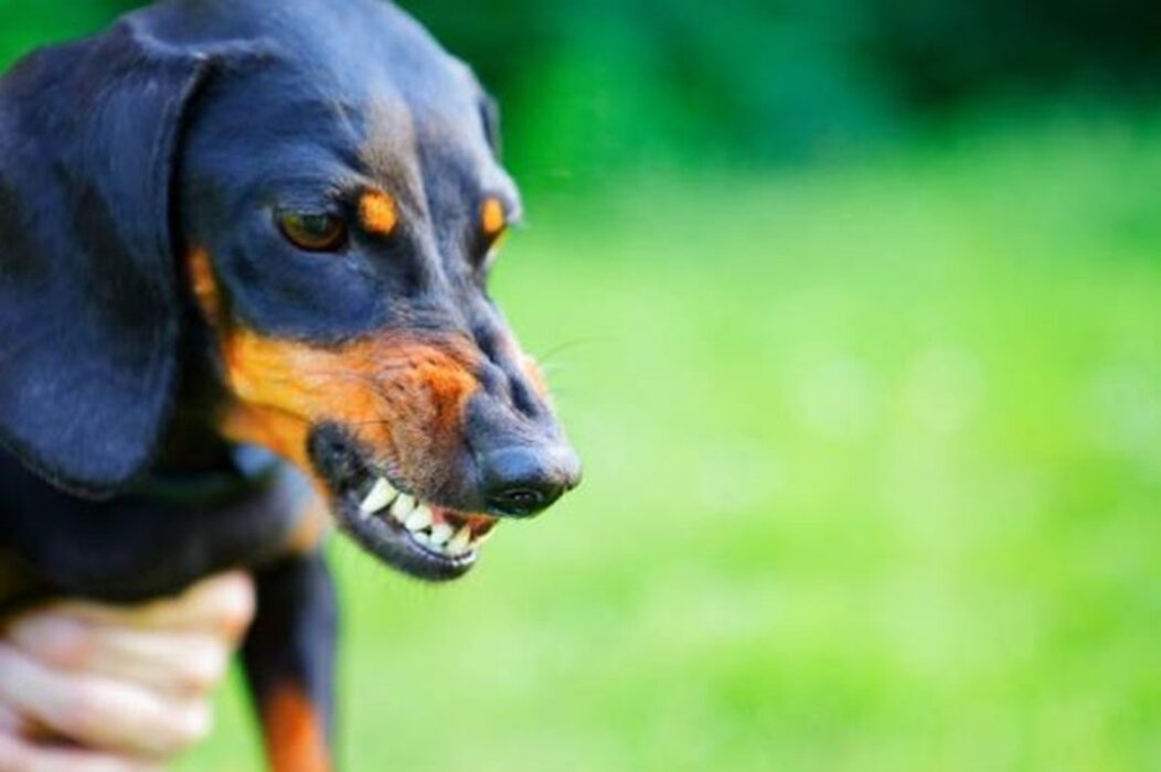 Foto de cão rosnando. SJC registou caso de cachorro infectado com o vírus da raiva